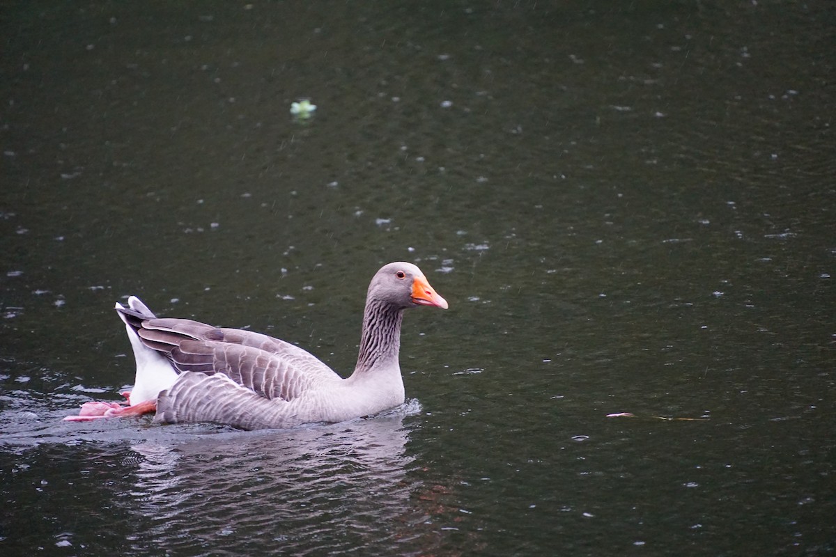 Graylag Goose (Domestic type) - ML646891148