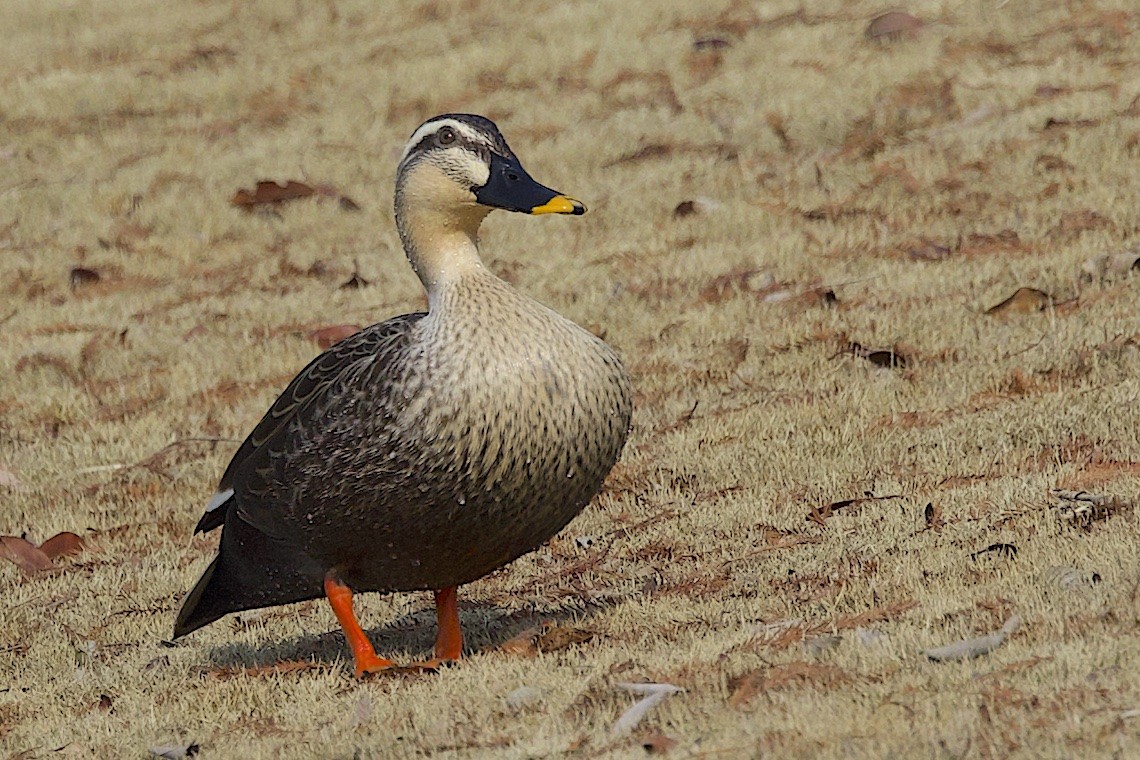 Eastern Spot-billed Duck - ML646891149