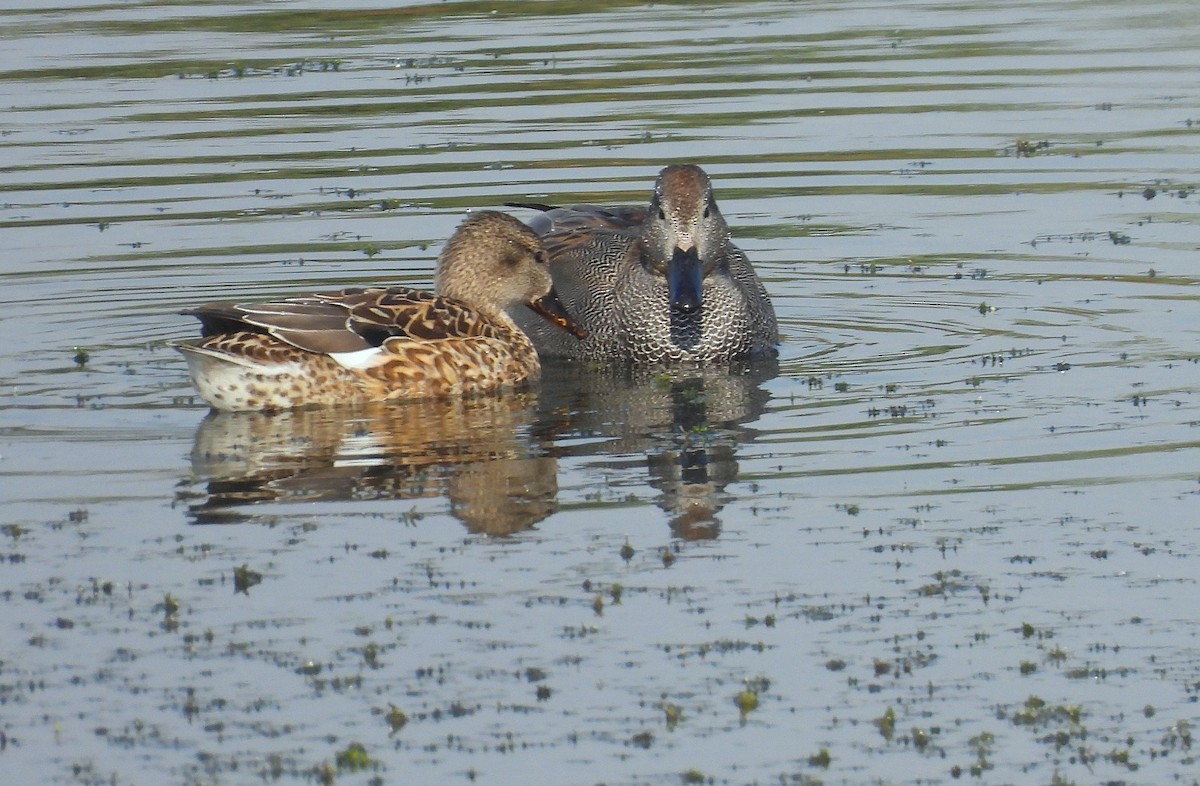 Gadwall - ML646891153