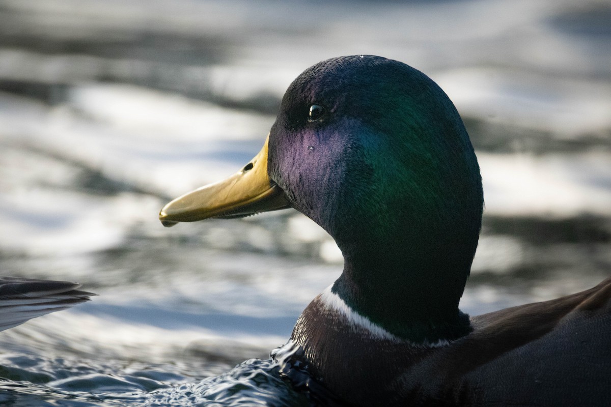 Mallard - ML646891154