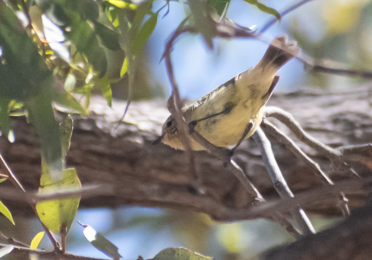 Sarı Dikengaga - ML646891156