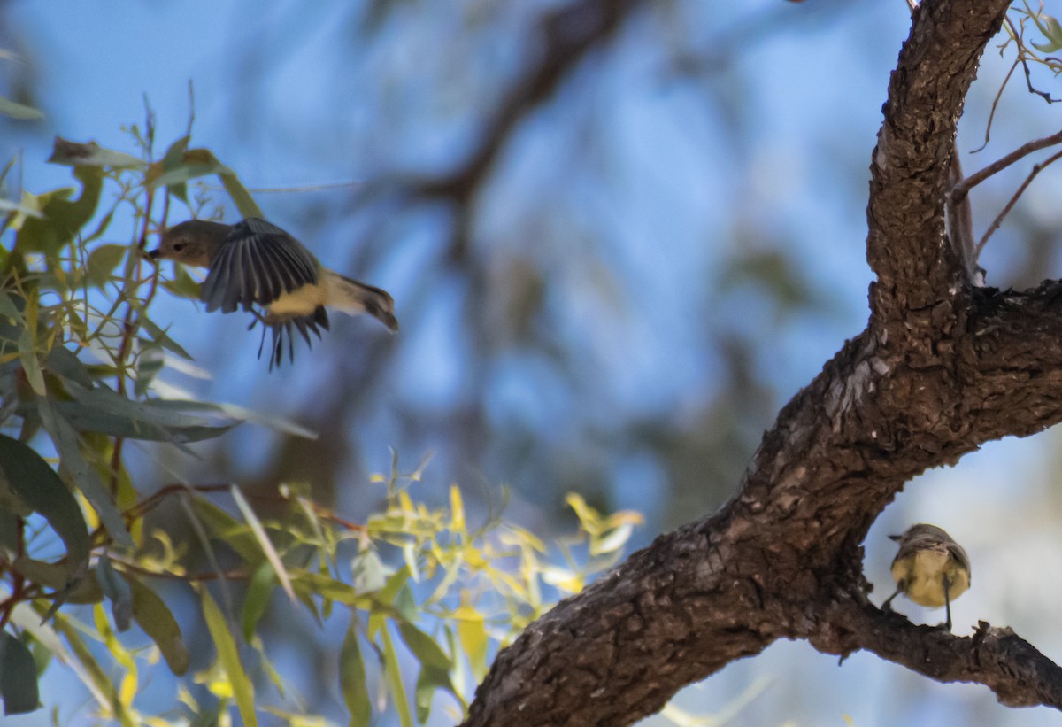 Sarı Dikengaga - ML646891157