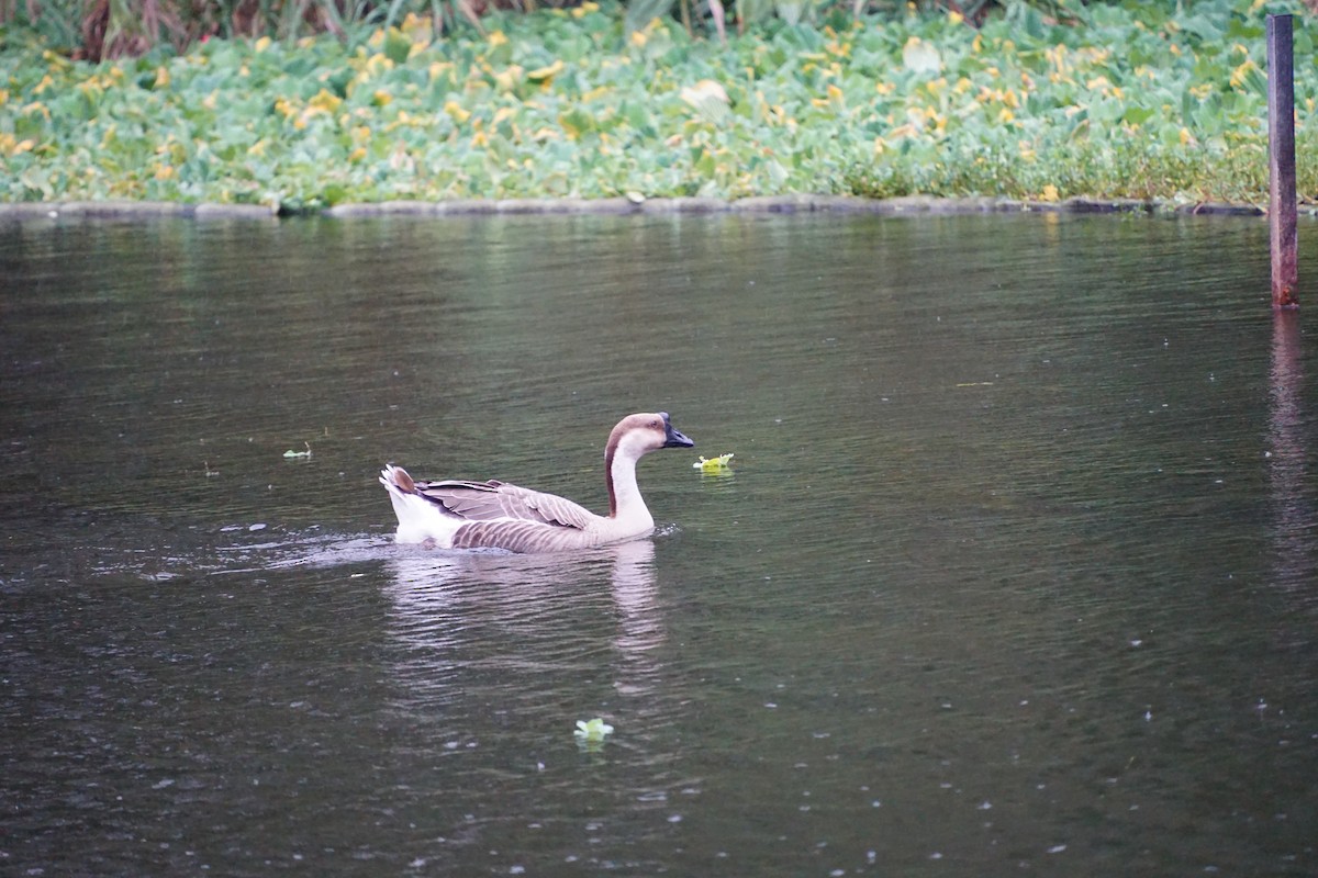Ánsar Cisnal (variedad doméstica) - ML646891160