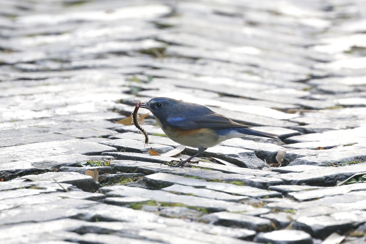 Mavi Kuyruklu Bülbül - ML646891161