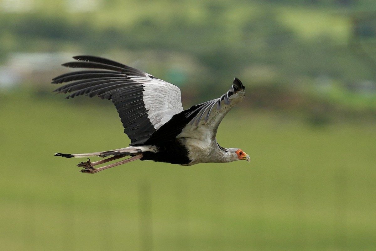 Secretarybird - ML646891162