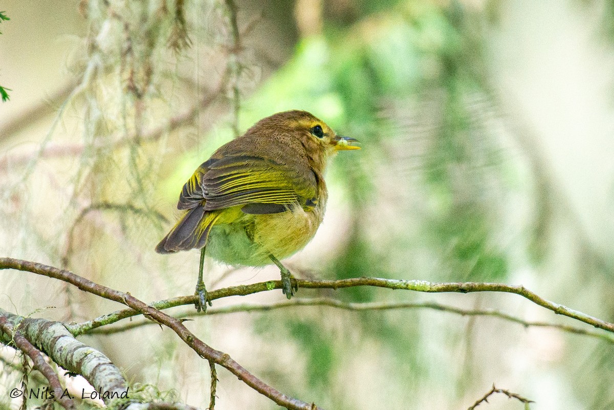 Brown Woodland-Warbler - ML646891163