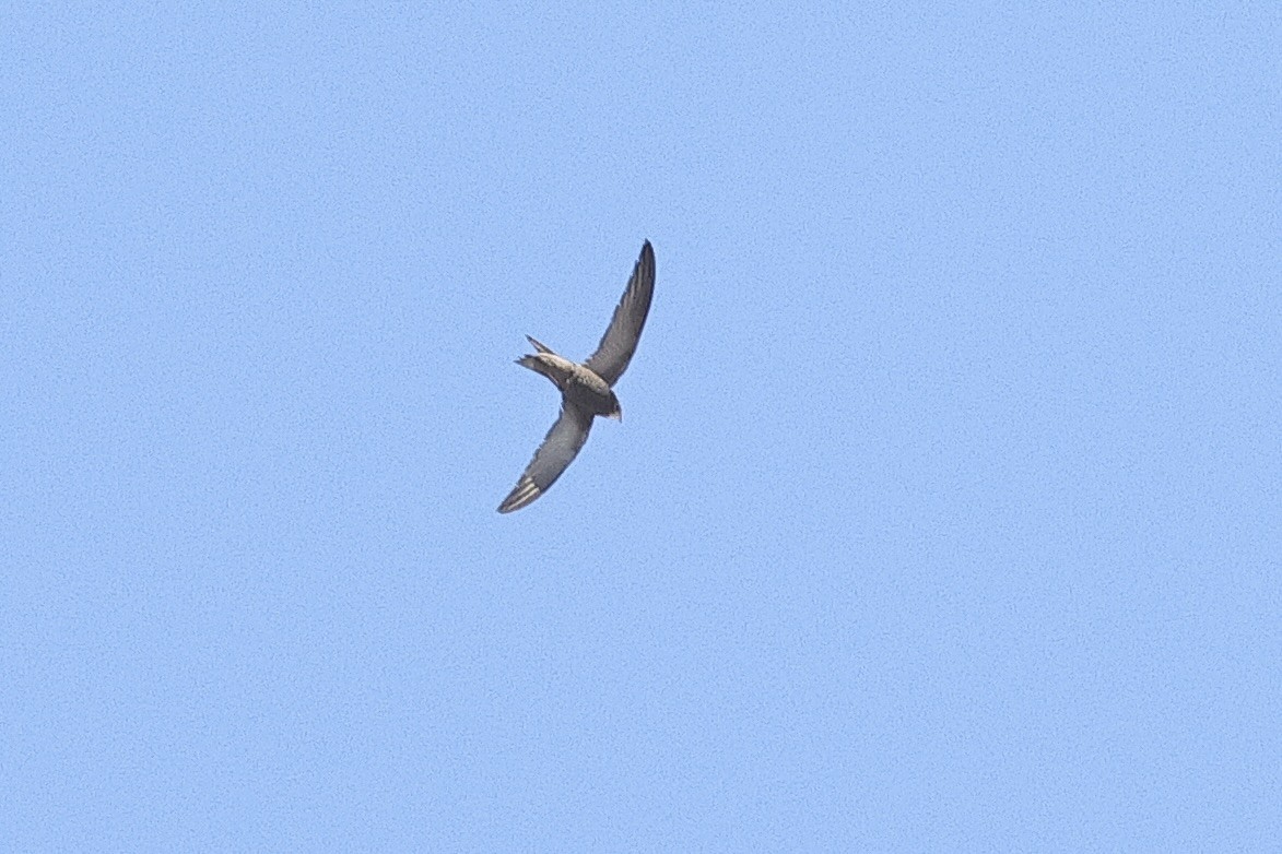 Pallid Swift - ML646891165