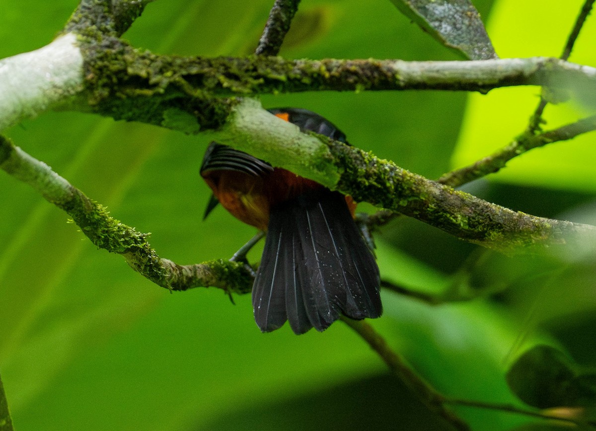 Martinique Oriole - ML646891169