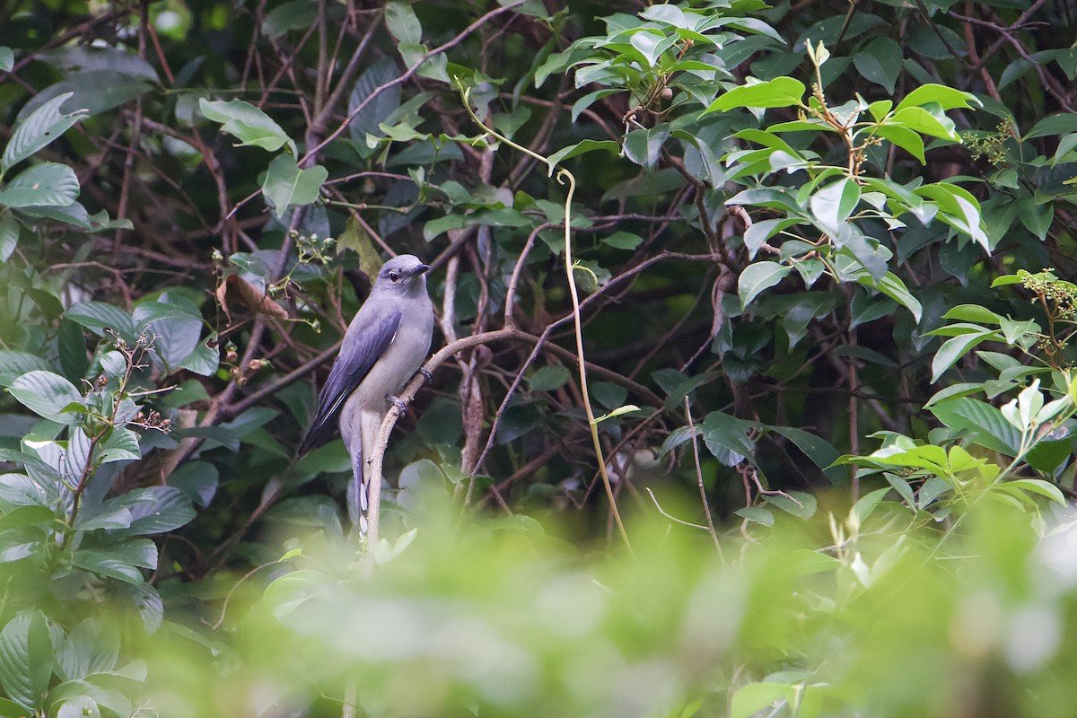 Black-winged Cuckooshrike - ML646891170