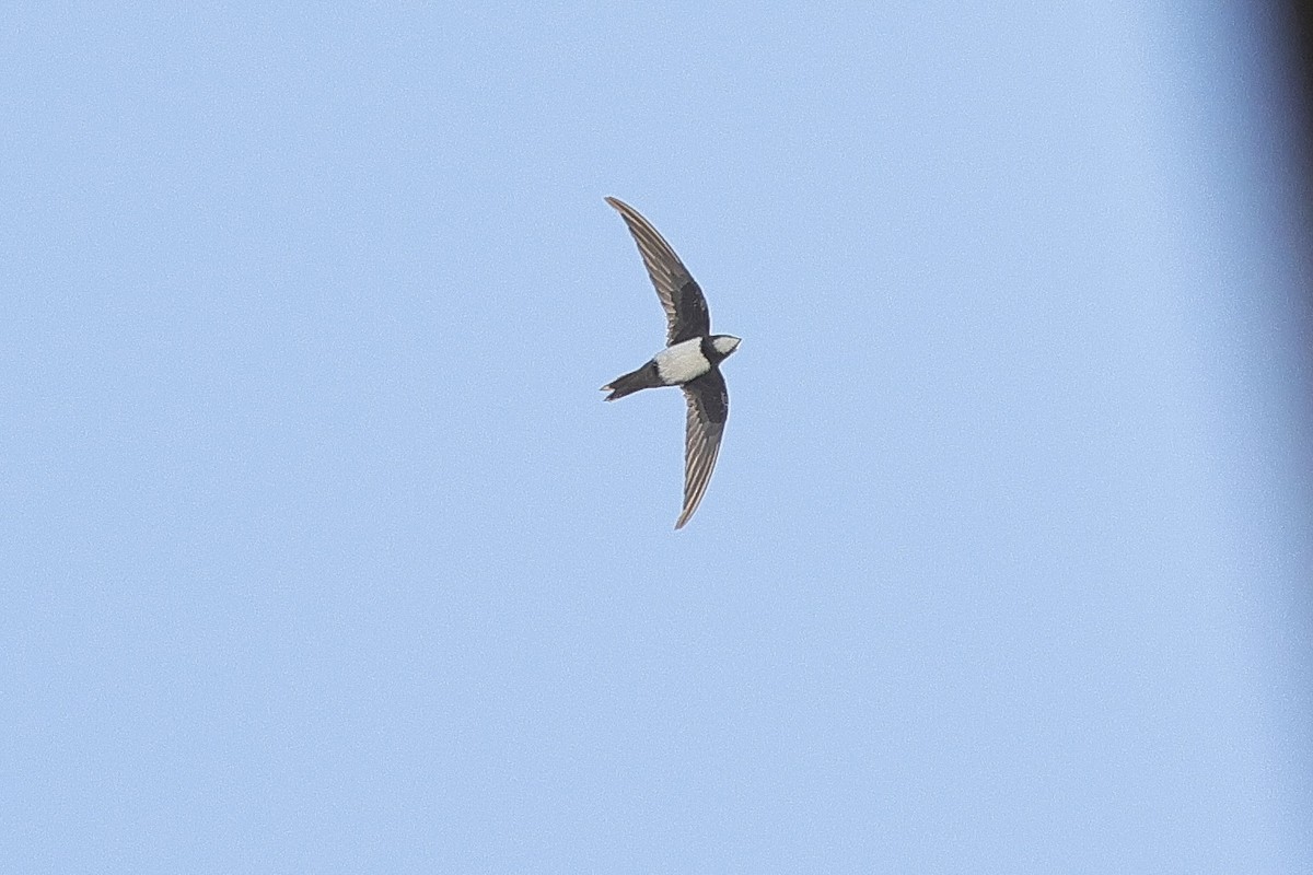 Rondone maggiore - ML646891171