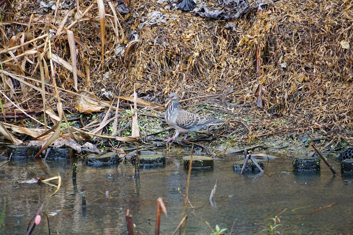 Oriental Turtle-Dove - ML646891172