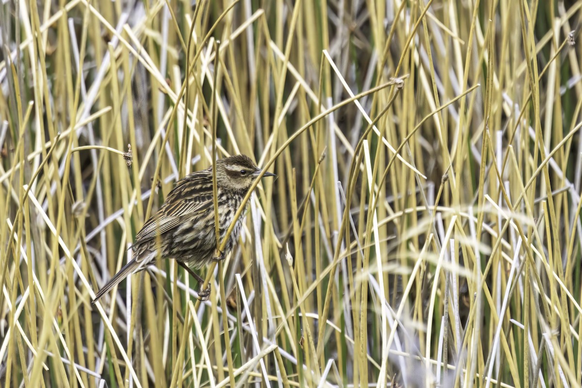 Yellow-winged Blackbird - ML646891180