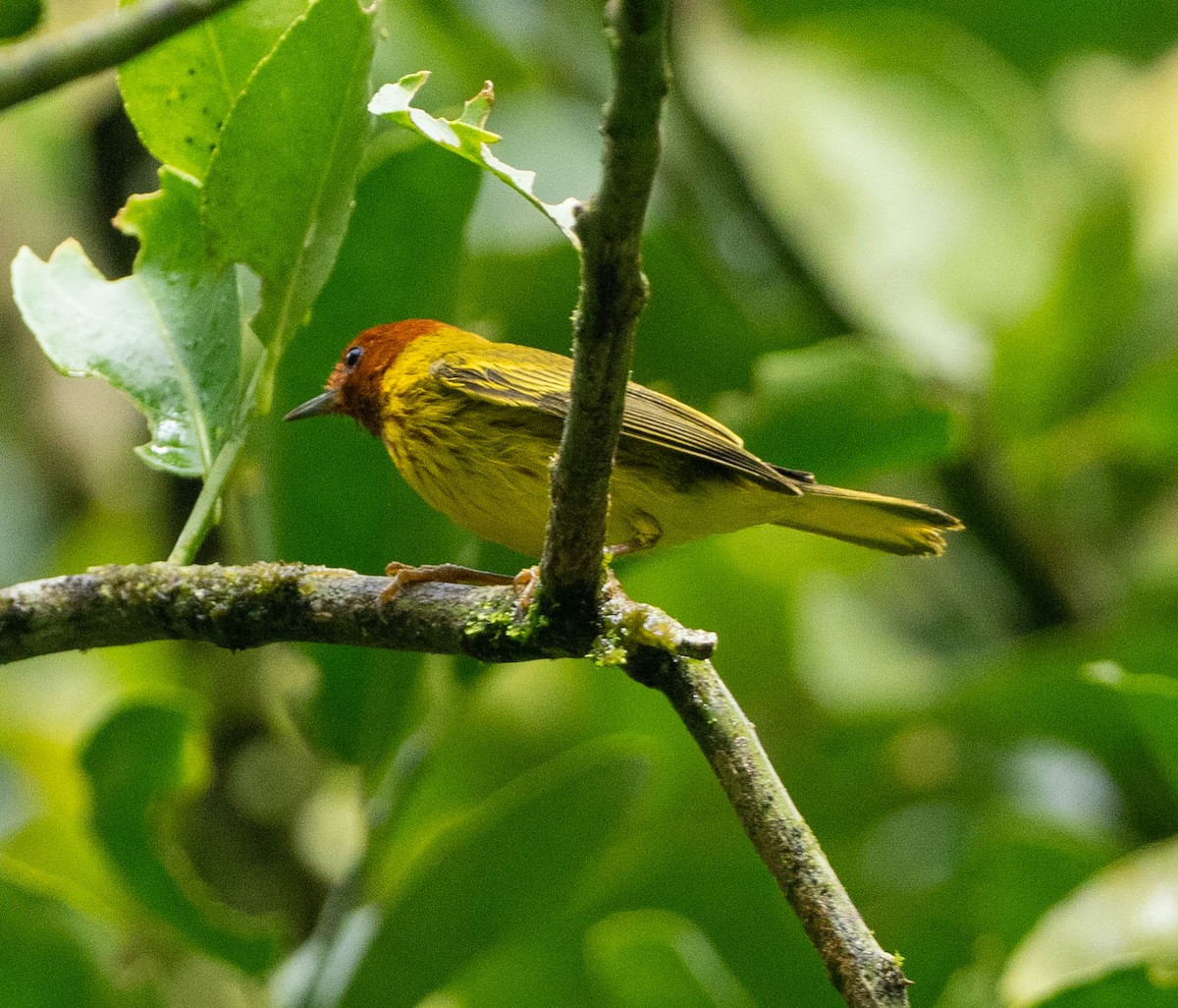 Mangrovewaldsänger (ruficapilla) - ML646891181