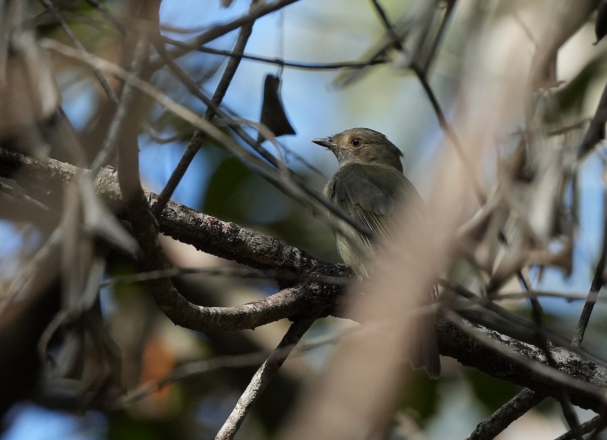 Pale-bellied Tyrant-Manakin - ML646891186