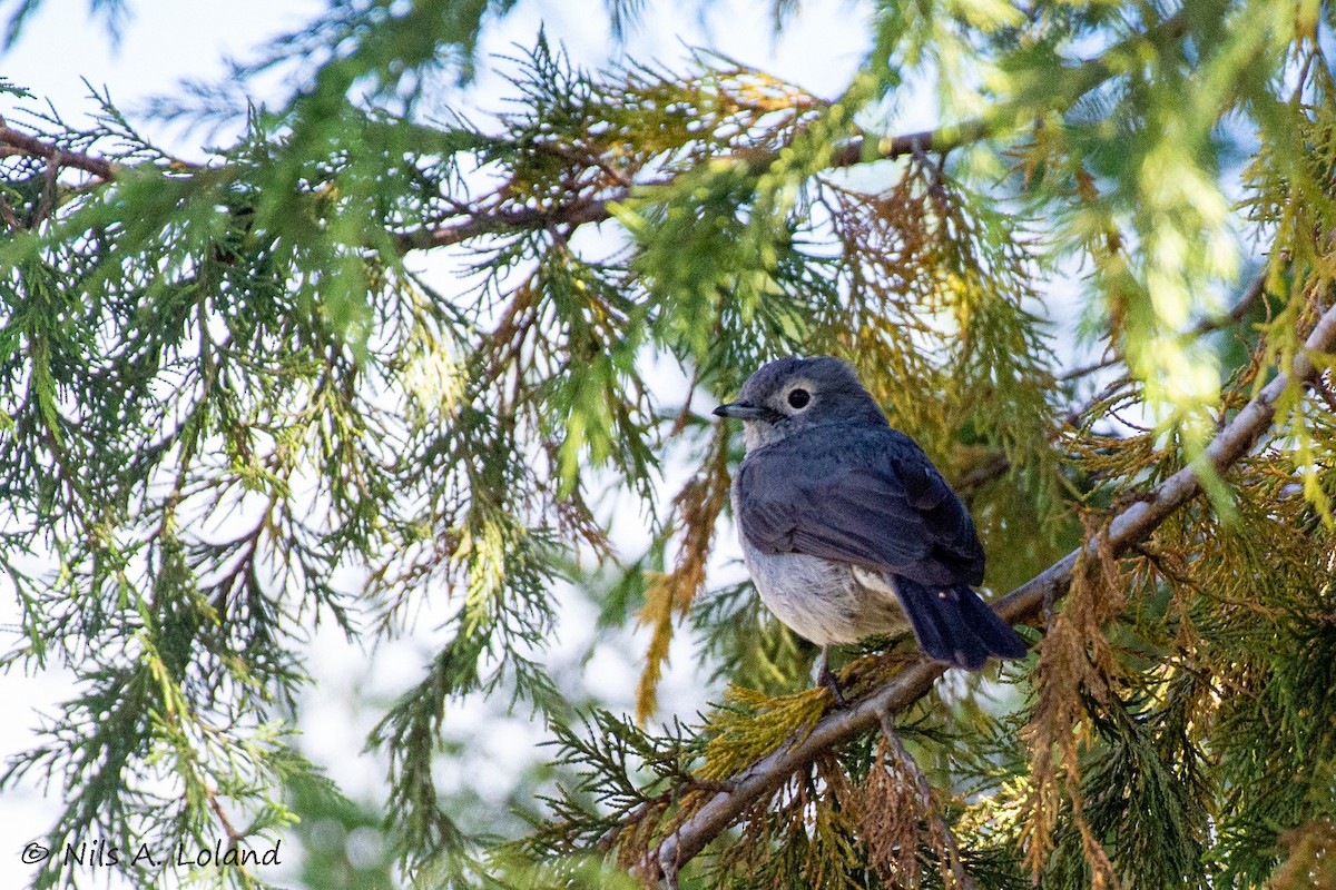 White-eyed Slaty-Flycatcher - ML646891187