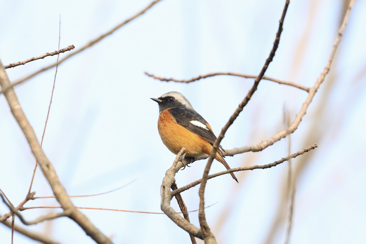 ジョウビタキ - ML646891193