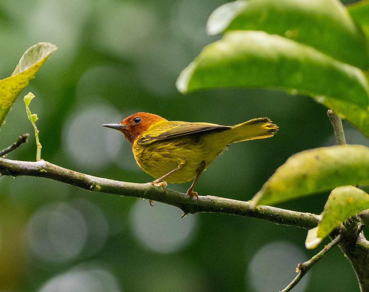 Mangrovewaldsänger (ruficapilla) - ML646891194