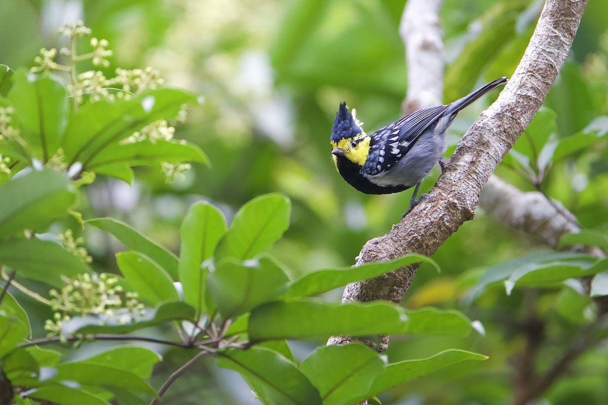 Yellow-cheeked Tit - ML646891195