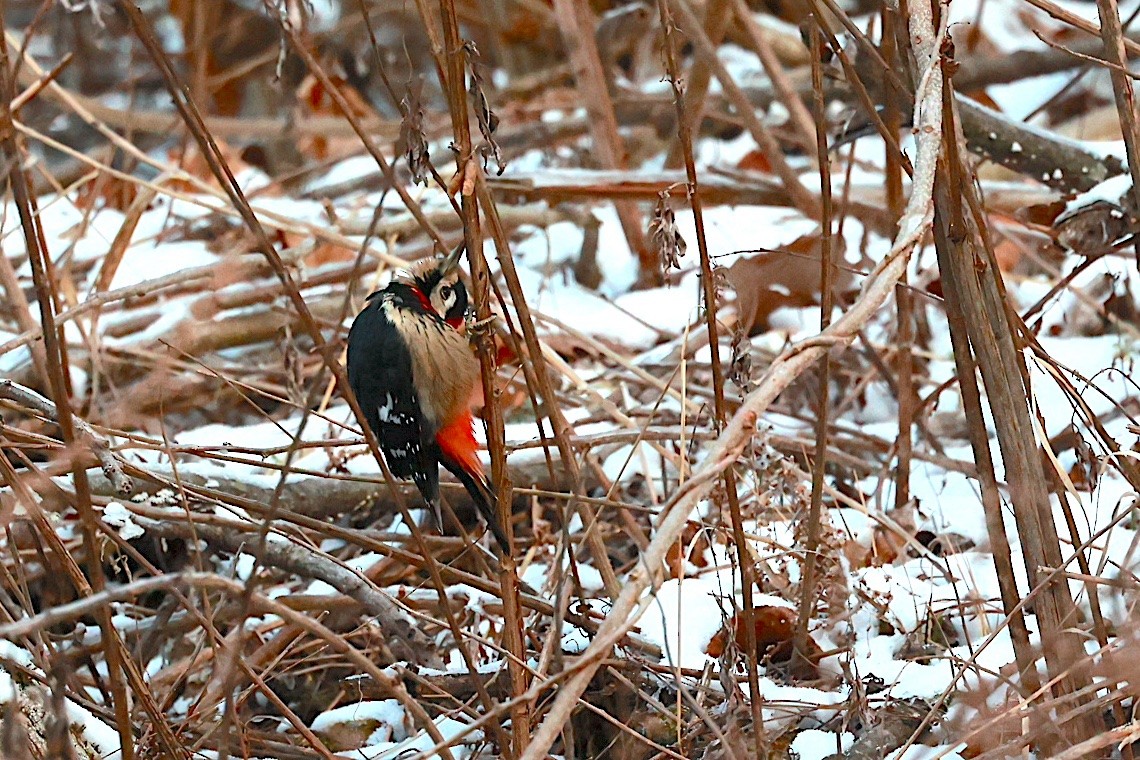Necklaced Woodpecker - ML646891201