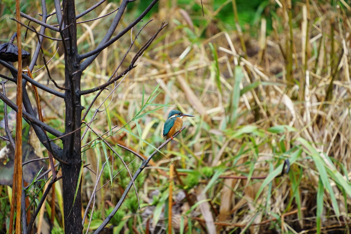 Common Kingfisher - ML646891202