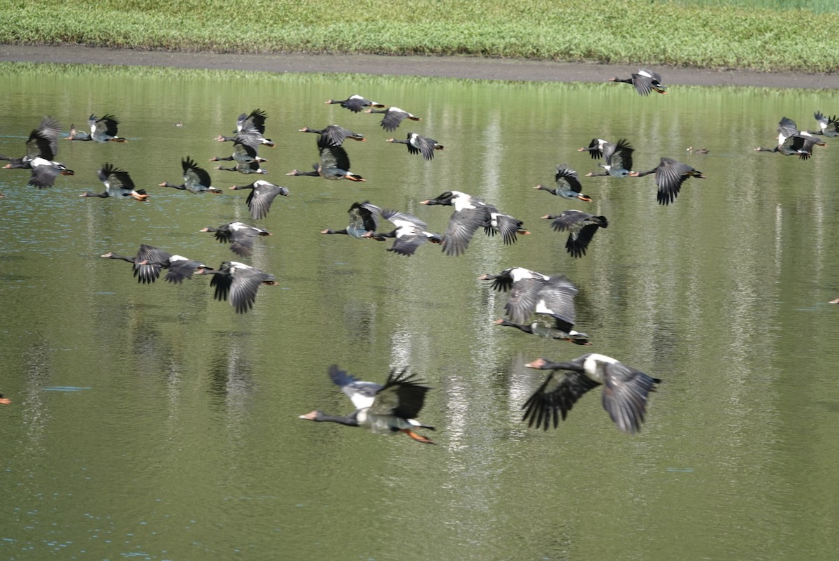 Ganso Urraca - ML646891203