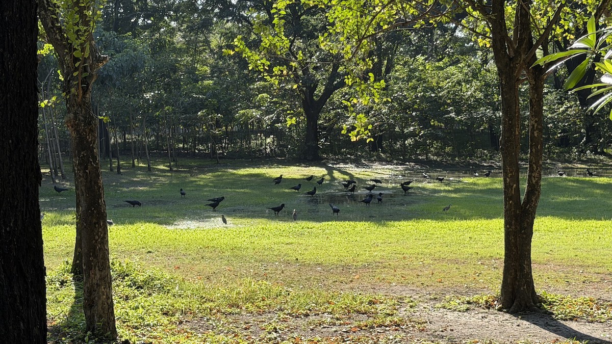 Javan Pond-Heron - ML646891204