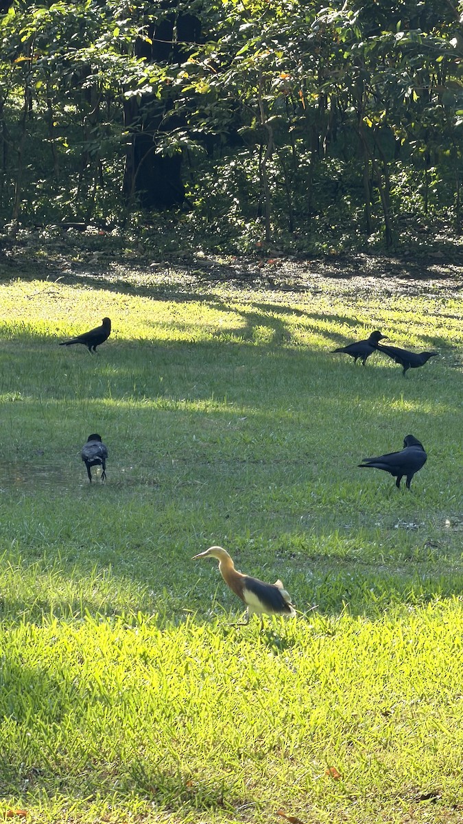 Javan Pond-Heron - ML646891205