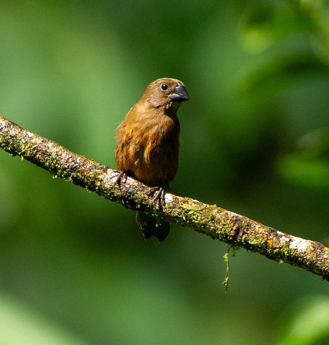 Braunbauchspelzer - ML646891207