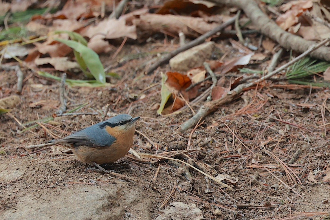 Garrapo eurasiarra (sinensis/formosana) - ML646891210