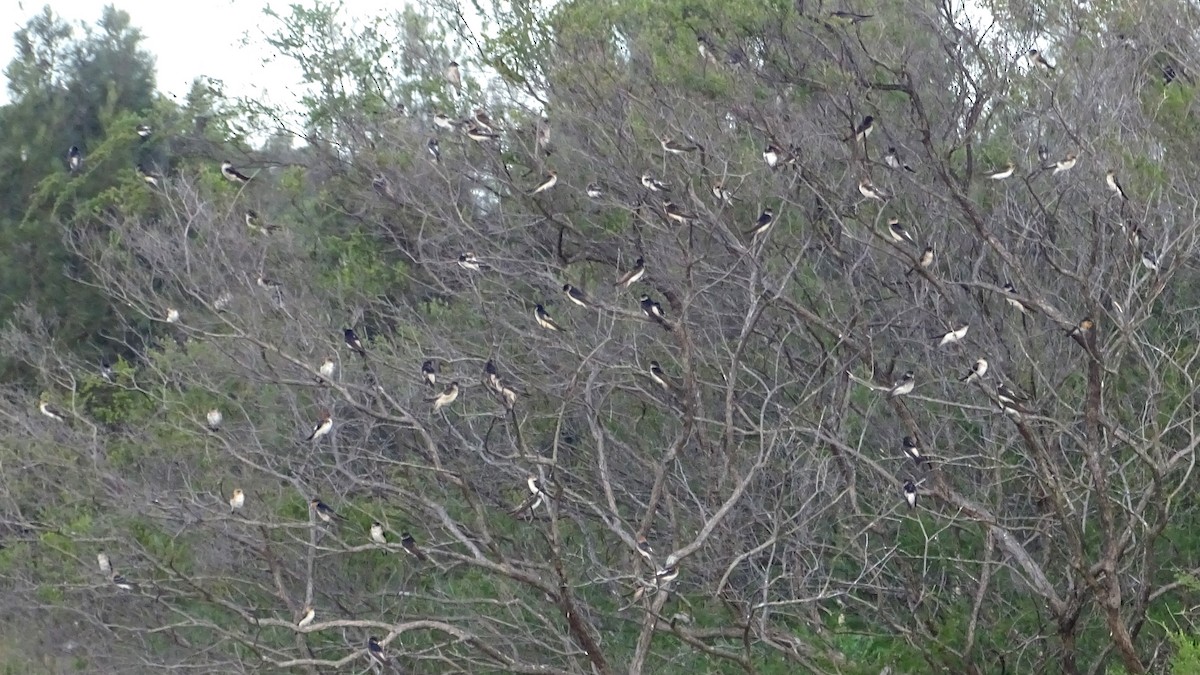 Tree Martin - ML646891211