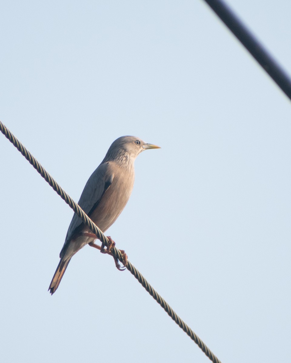 Chestnut-tailed Starling - ML646891212