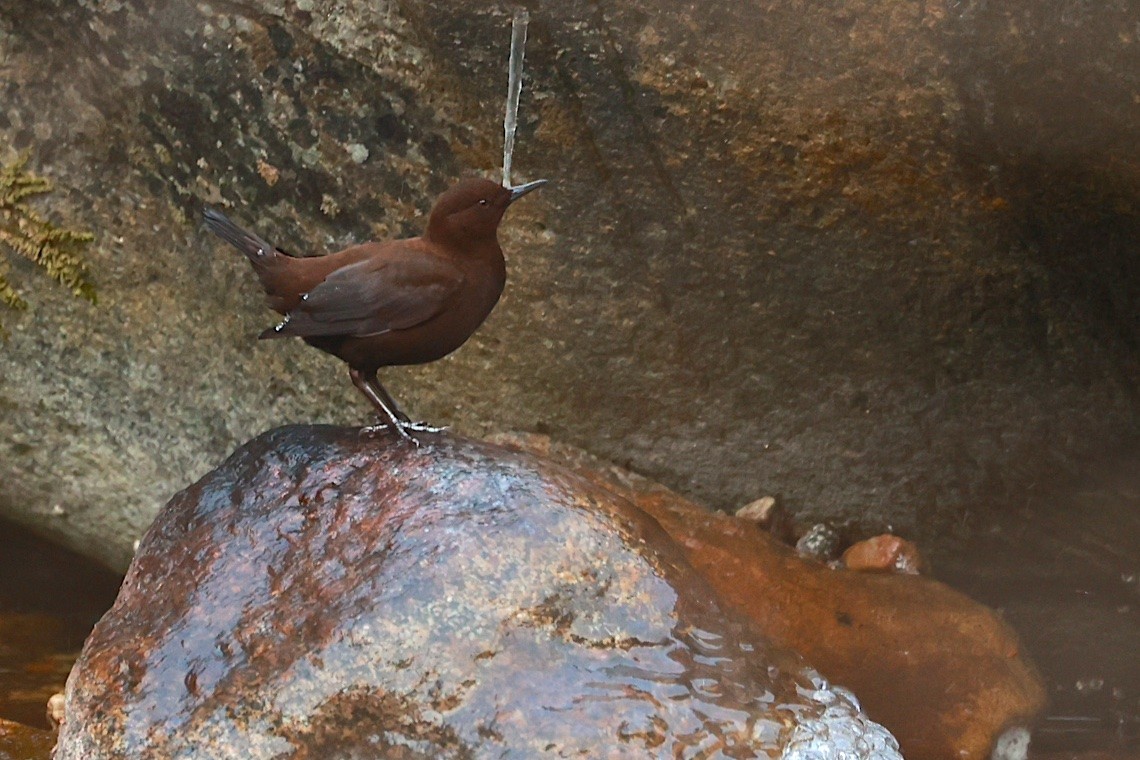 河烏 - ML646891214