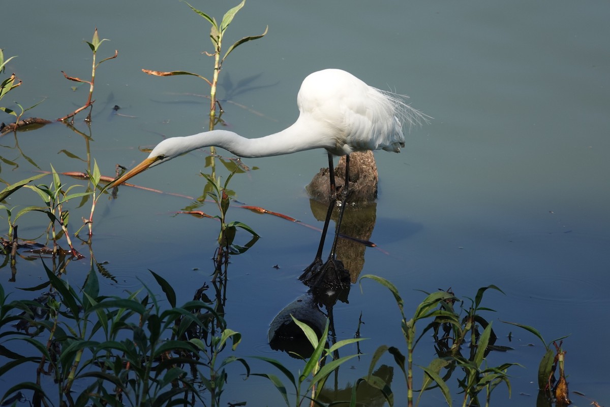 Garceta Grande - ML646891218