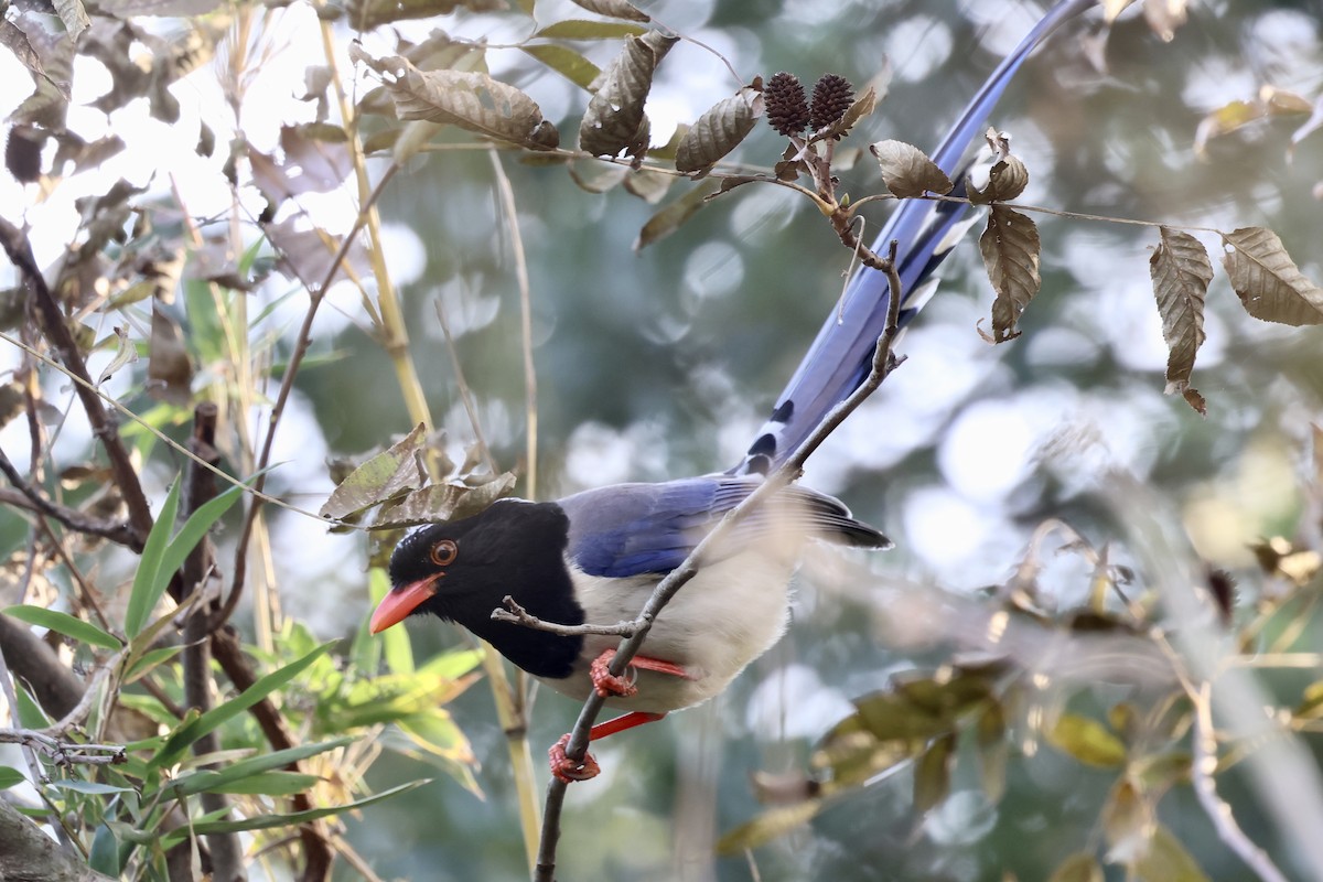 Kırmızı Gagalı Saksağan - ML646891219