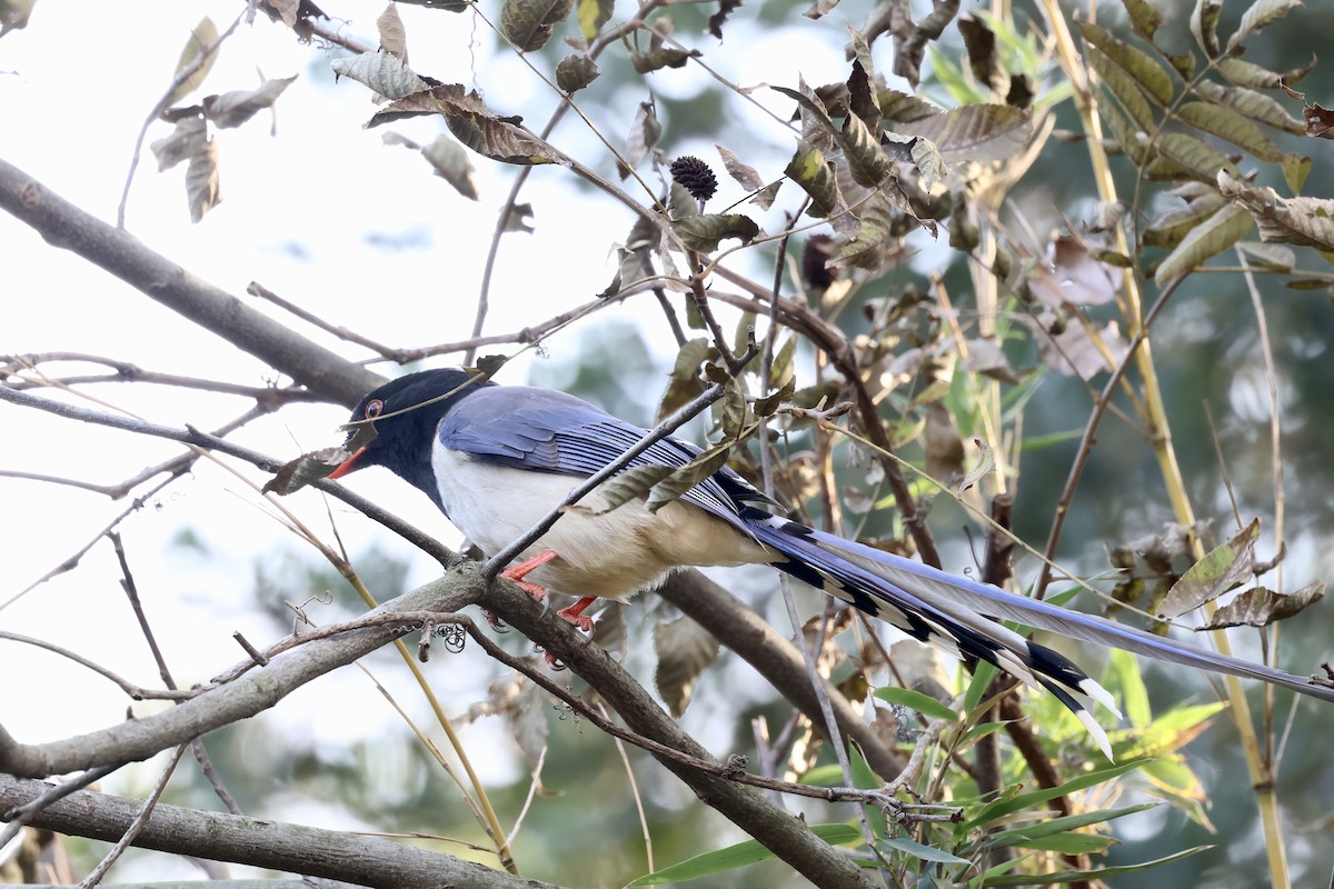 Kırmızı Gagalı Saksağan - ML646891220