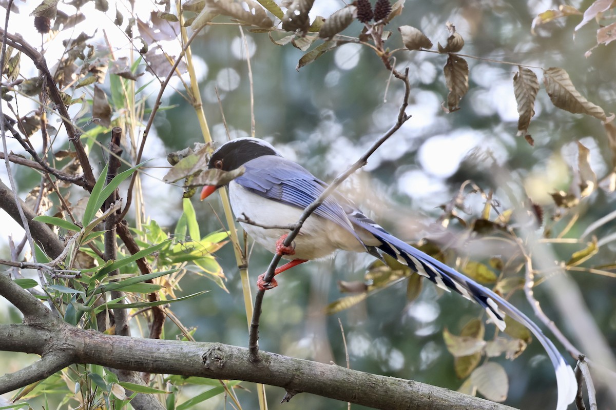 Kırmızı Gagalı Saksağan - ML646891221