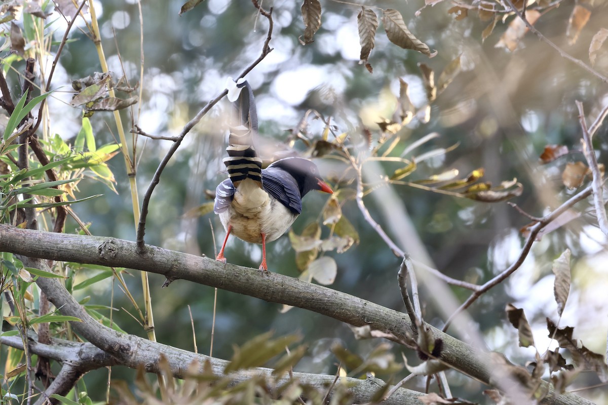 Kırmızı Gagalı Saksağan - ML646891222