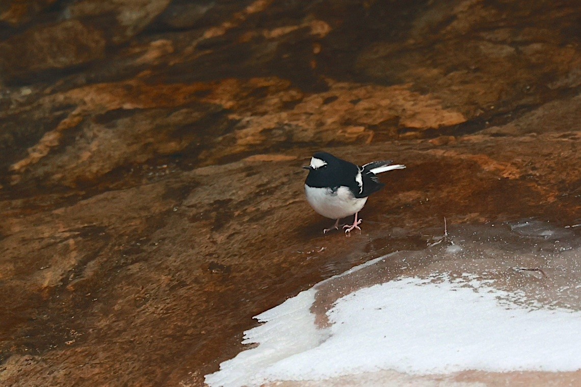 Little Forktail - ML646891223