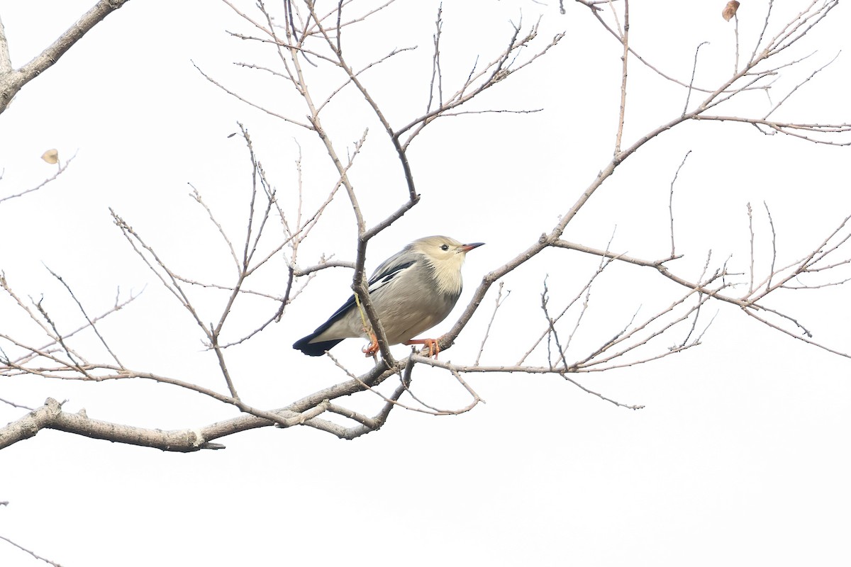 İpek Sığırcık - ML646891225