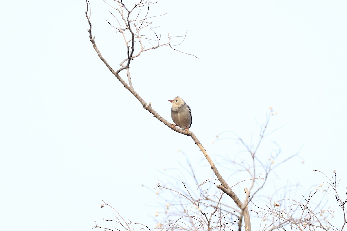 İpek Sığırcık - ML646891226