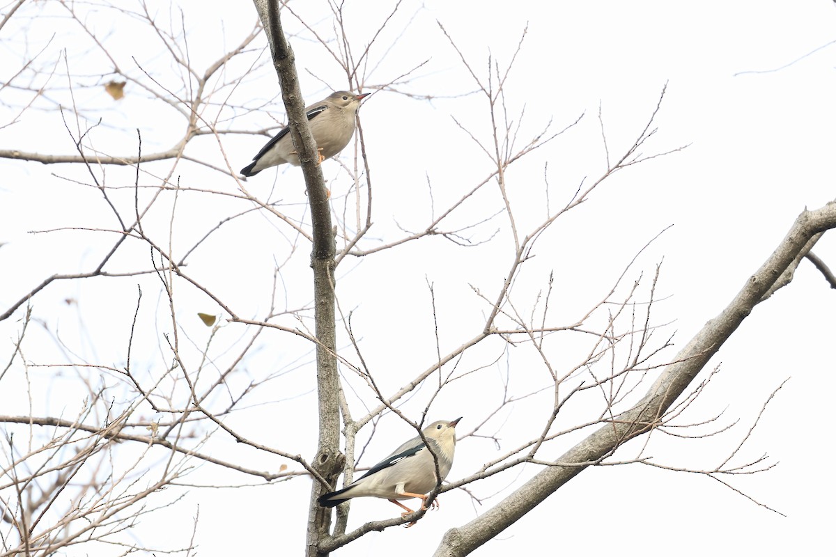 İpek Sığırcık - ML646891227