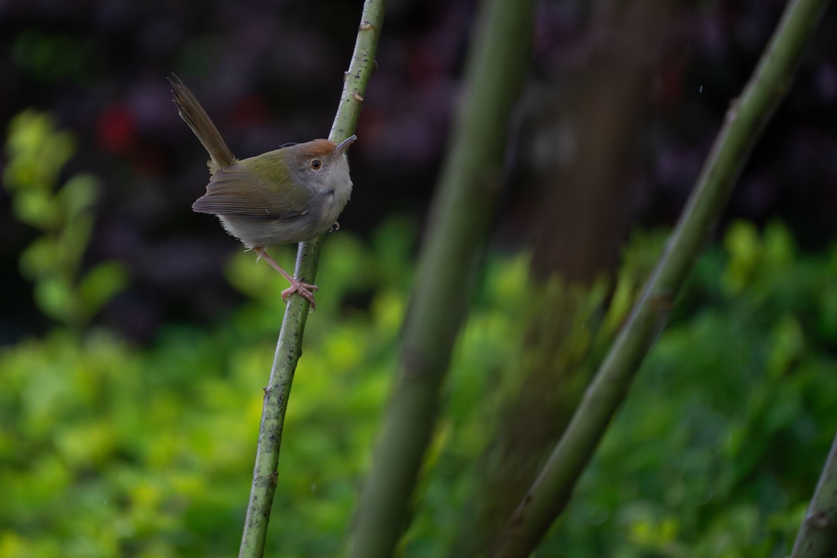 langstjertskredderfugl - ML646891230