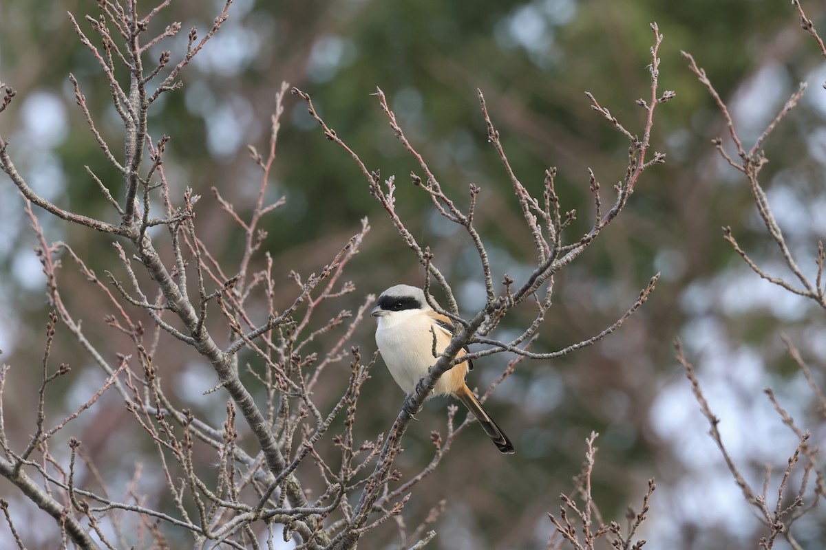Uzun Kuyruklu Örümcekkuşu - ML646891239