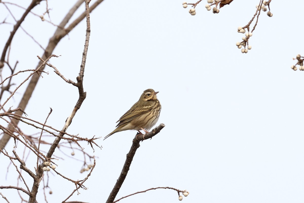 Yeşil Sırtlı İncirkuşu - ML646891247