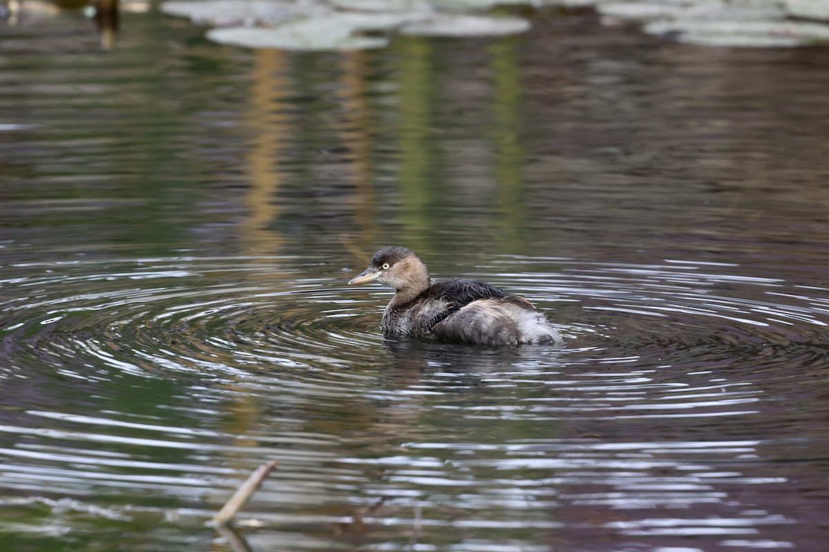 Küçük Batağan - ML646891248