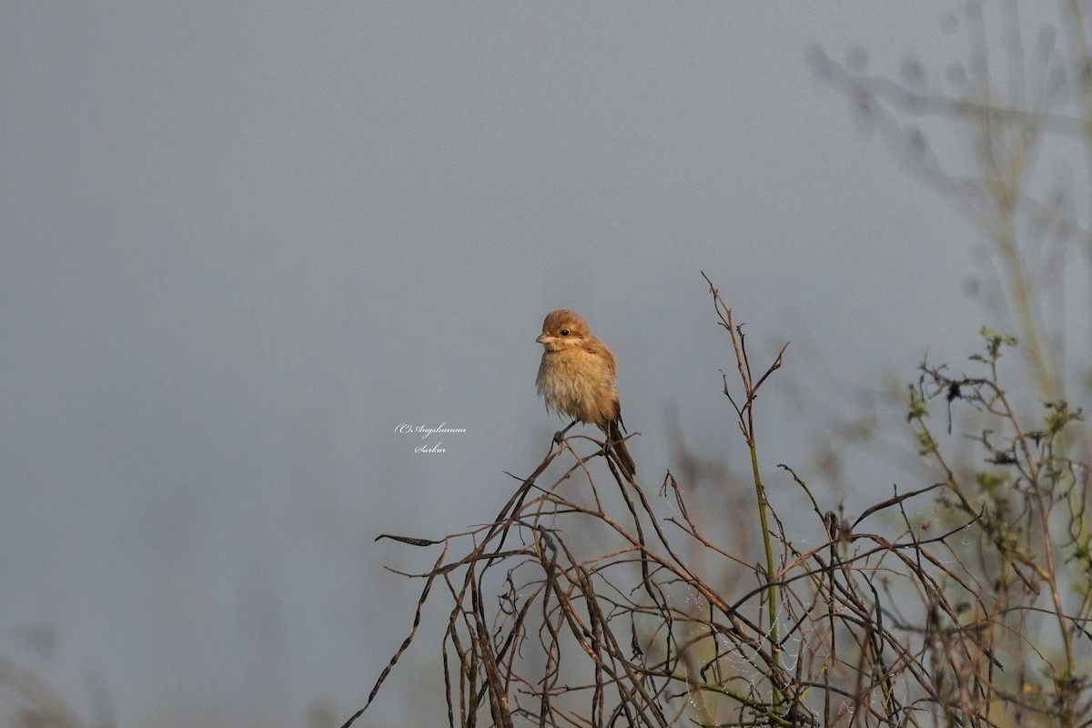 Isabelline Shrike - ML646891261