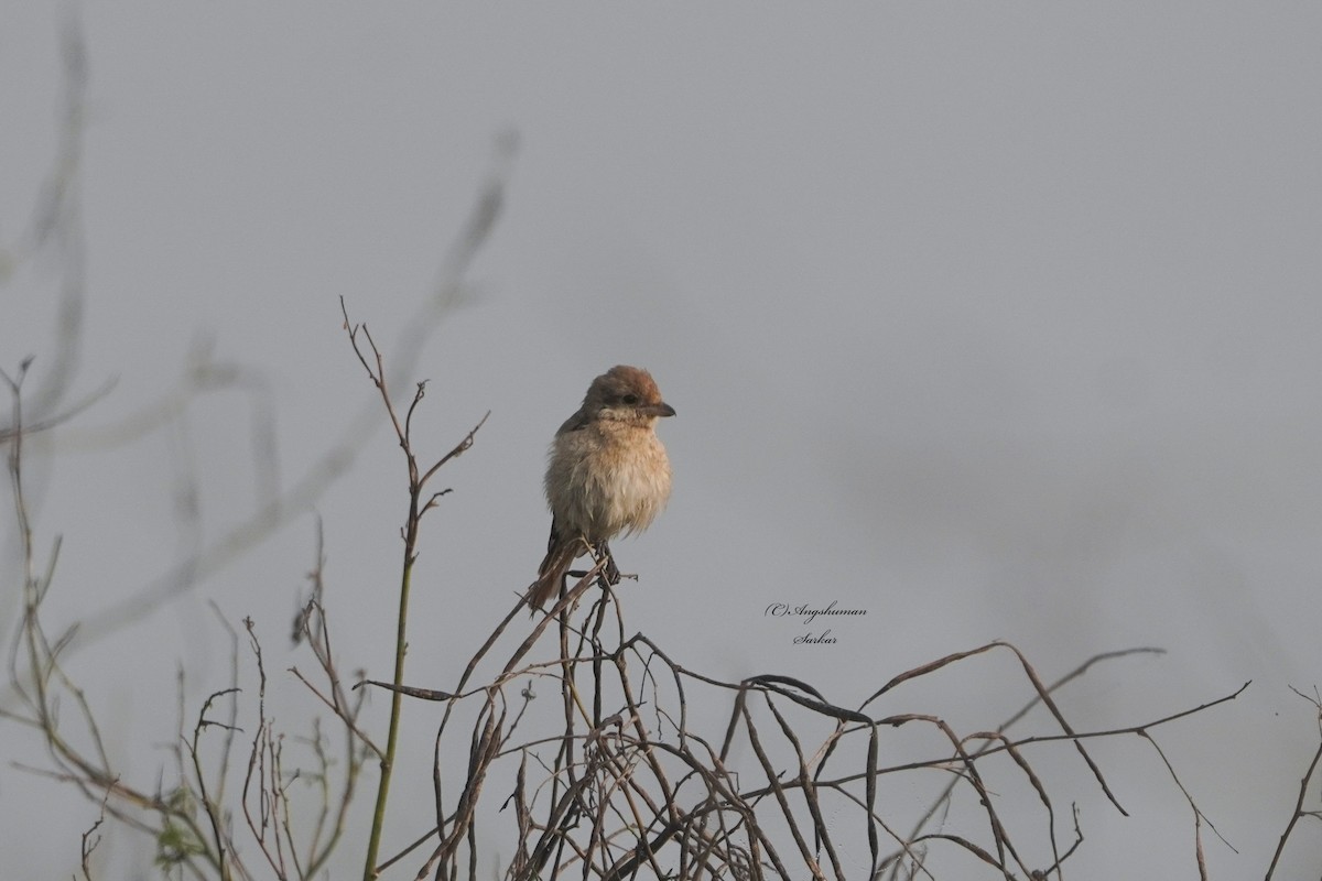 Isabelline Shrike - ML646891262