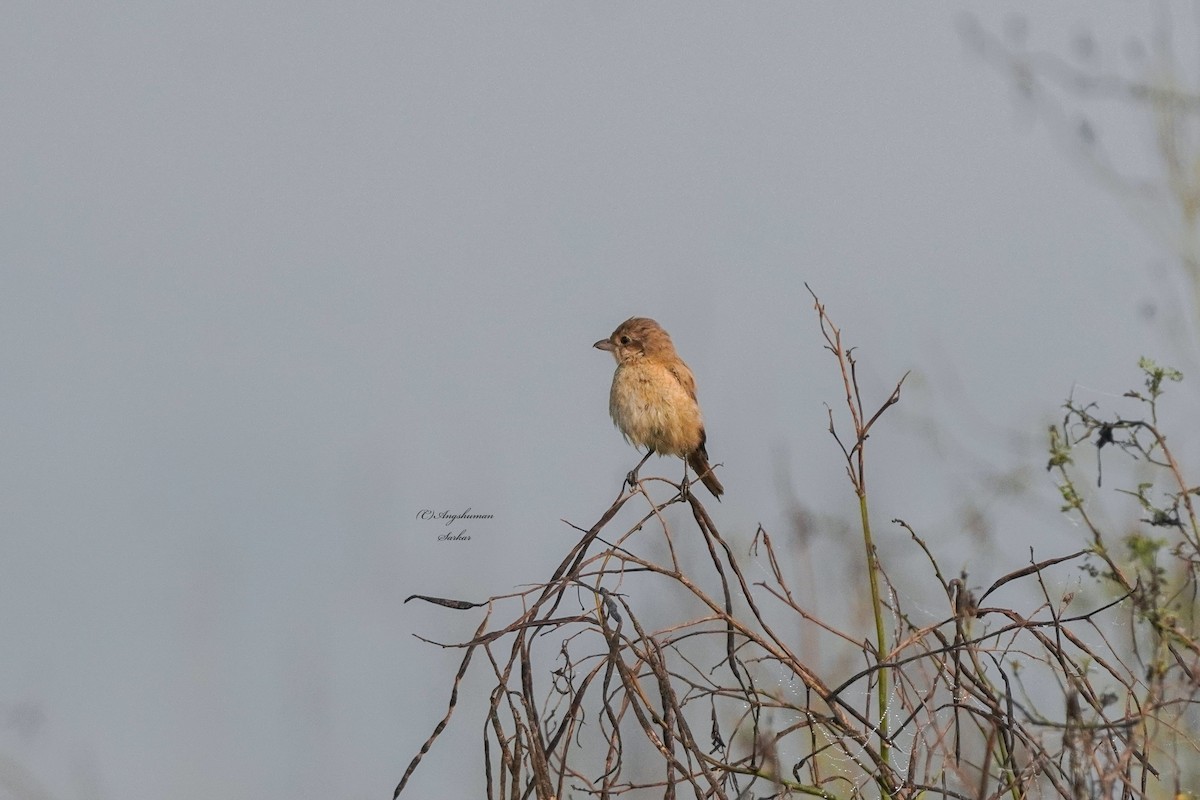 Isabelline Shrike - ML646891263