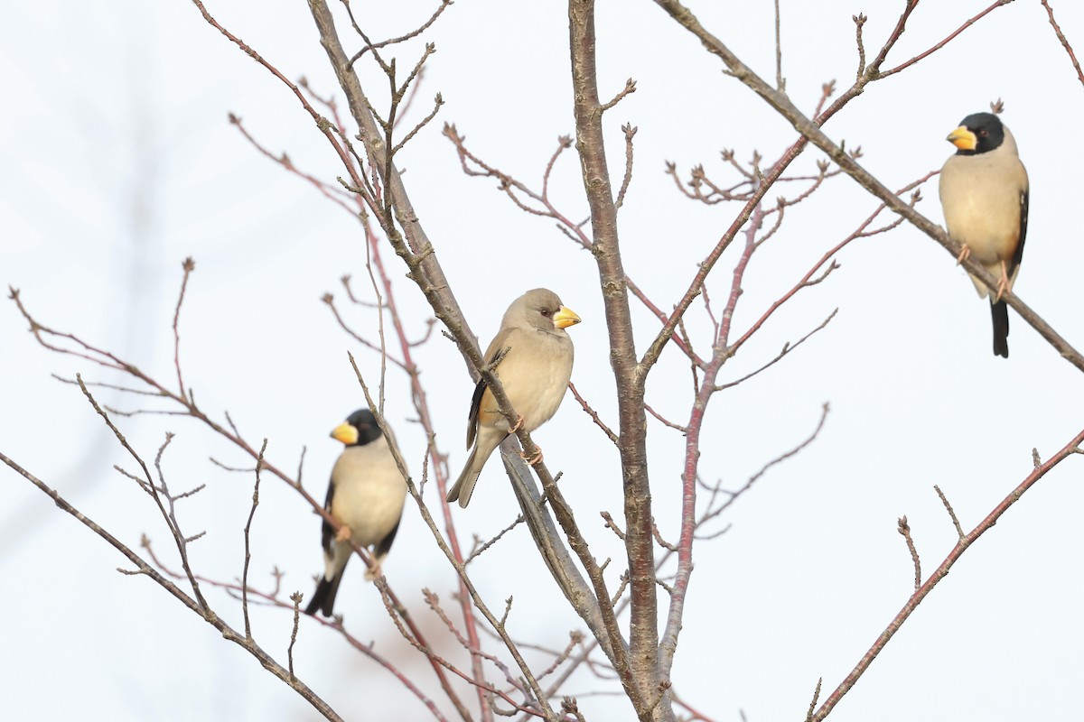 Göçmen Kocabaş - ML646891264