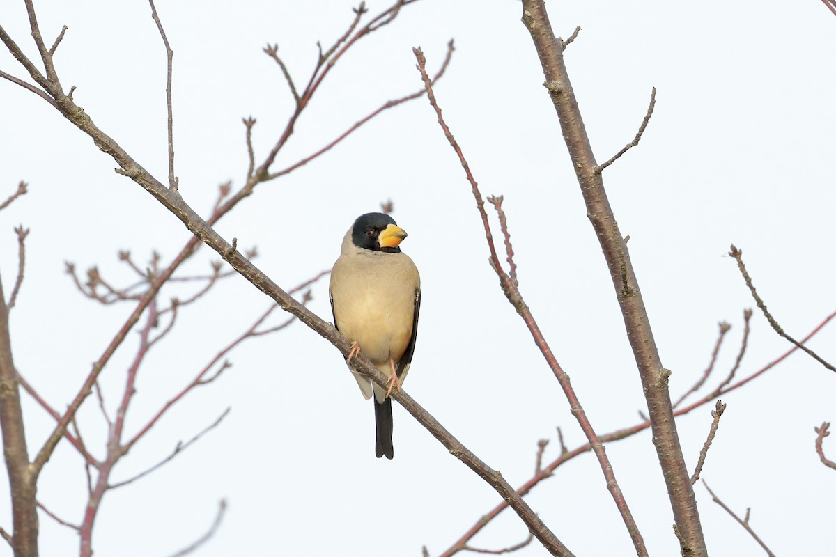 Göçmen Kocabaş - ML646891265